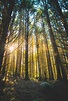 forest tall trees with ray of sunlight during daytime nature Image ...