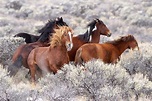 Wild Horses Photo by Terry Spivey -- National Geographic Your Shot ...