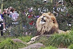 File:Lion - melbourne zoo.jpg - Wikipedia