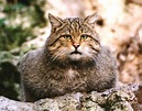Fauna selvatica in Italia: Gatto selvatico Felis silvestris