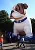 30 best Live Mascots: Handsome Dan of Yale images on Pinterest ...
