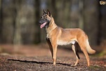 Belgian Shepherd Dog Dog Breed Information, Buying Advice, Photos and ...