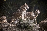 Pack of wolf during daytime HD wallpaper | Wallpaper Flare