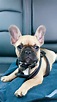 Fawn Frenchie with black mask (Harper). First Day Outing. # ...