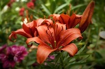 Rote Lilien Foto & Bild | pflanzen, pilze & flechten, blüten ...