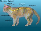 Cat nervous system - Caracal en Katten