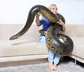 A woman poses with a giant anaconda for a stock photography shot. The ...