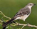 Bellas Aves de El Salvador: Mimus polyglottos (zenzontle del norte o ...