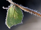 Schmetterlinge im Winter - BUND Naturschutz in Bayern e.V.