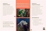 Animales homeotermos y poiquilotermos - Características, diferencias y ...