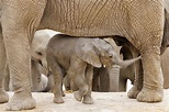 African Elephants Living in Forests Are Now ‘Critically Endangered ...