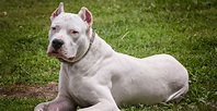 Dogo Argentino Dog Breed Information | Breed Advisor
