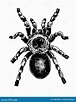 Tarantula drawing stock vector. Illustration of animal - 128826555