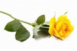 Single Yellow Rose Stock Photos, Pictures & Royalty-Free Images - iStock