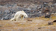 El video de un oso polar famélico que ‘te hace trizas el corazón’ – Español