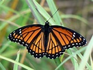 Viceroy (butterfly) - Wikipedia