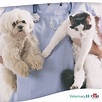 High-rise syndrome in cats and dogs | Veterinary 33