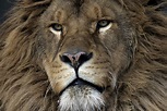 Barbary Lion Facts, Habitat and Diet - Discovery UK