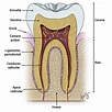 Conociendo sobre la odontologia: Pulpa Dental