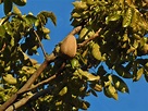 La caoba - Swietenia macrophylla - Meliaceae . MundoForestal