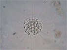 Amoeboids (Sarcodina) Live Protozoa Specimens - Niles Biological, Inc.
