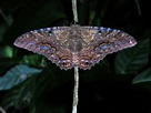 Black Witch Moths: A Night-Time Trick or Treat