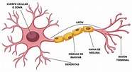 Diferencia entre neurona y neuroglía - Centros EQ & Psycolab, centro de ...