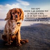 10 Greatest Dog Quotes That Prove A Dog Is The Best Gift - Dogs Are ...
