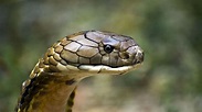King Cobra Habitat, Diet & Reproduction - Reptile Park