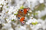 Die schönsten heimischen Schmetterlingsarten - Plantura
