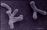Bifidobacterium adolescentis - microbewiki