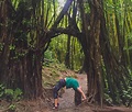 Everything You Need To Know About The Manoa Falls Hike On Oahu