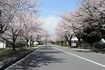 Camp Zama Sakura Festival 2025 - April Events in Kanagawa - Japan Travel
