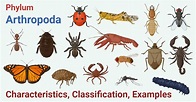 Phylum: Arthropoda, its classification and characteristics - Overall ...