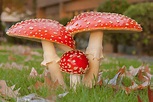 Cogumelos comestíveis: aliados na saúde e culinária - Florestas.pt