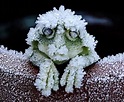 Winter Frog! The wood frog has garnered attention by biologists over ...