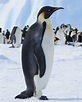 Emperor Penguins - Penguin Pedia