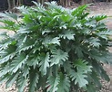 Características de Xanadu - (Philodendron xanadu) - Consejos para mi huerto