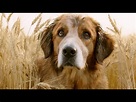 Descubre la película de perro que reencarna en Netflix
