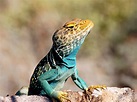 How will climate change impact cold-blooded animals? • Earth.com