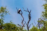 An eagle perched on a tree at Matobo National Park. | Wildlife ...