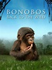 Prime Video: Bonobos: Back to the Wild