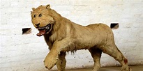 Taxidermy of a lion that was made in 1731 : r/pics