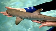 Baby squalo bianco salvato dai surfisti in Sudafrica | GQ Italia
