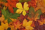 Photo feuilles d'automne - Photos Gratuites à Imprimer - Photo 28967