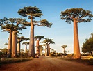 Luxury Madagascar Trips & Tours | Madagascar Safaris