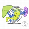 Circulación portal - Medicina Vascular