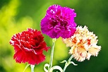 10 Different Types of Carnations (Everything You Need To Know About) (2023)
