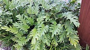 Philodendron Xanadu/ Garden Plant that is tough and hardy for difficult ...