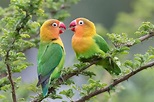 Espécies de pássaros: conheça as mais populares aqui | Petz | Love ...